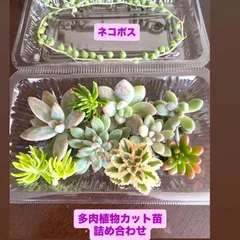 ☆多肉植物カット苗詰め合わせ☆寄せ植えセット☆ちまちま寄せ植え☆セダムカット苗☆エケベリア小苗☆