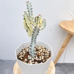 2025年最新】ユーフォルビア ホワイトゴーストの人気アイテム - メルカリ