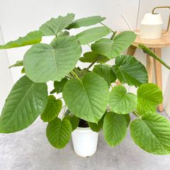 オリーブ ネバディロブランコ 14【現品】観葉植物 創樹 SOUJU 6号