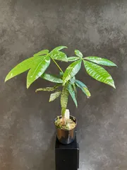 2025年最新】パキラ 斑入り 実生の人気アイテム - メルカリ