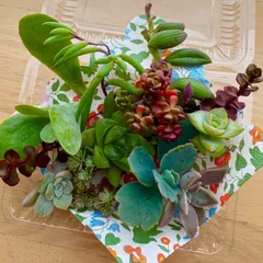 【再販】10種類以上★多肉植物おまかせAセット！