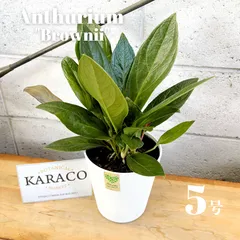 2025年最新】レアアンスリウムの人気アイテム - メルカリ