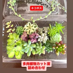 2025年最新】多肉 セットの人気アイテム - メルカリ