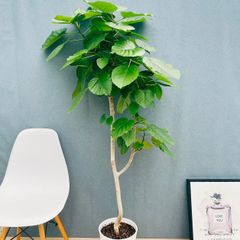 現品］20番 カシワバゴムの木 フィカス リラータ ストレート 8号