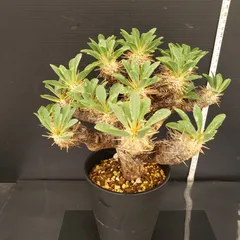 ギラウミニアナ現地球 プラ鉢ごと メルカリ便発送 ギラウミニアナ現地