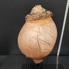 ゴ*ン様 K17「球根植物」ブーファン ハエマンソイデス 産地株 20株 K17