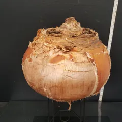 f*u様 オークション！ 特大 ブーファン ハエマンソイデス 現地株 現地球 塊 f*u様 オークション！ 特大 ブーファン ハエマンソイデス 現地株