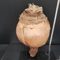 2025年最新】ブーファン ハエマンソイデスの人気アイテム - メルカリ