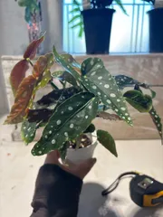 2025年最新】ベゴニア マクラータの人気アイテム - メルカリ