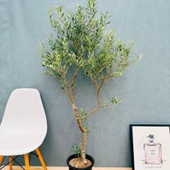 超絶希少❗️コーデックス❗️特大❗️アデニウム　アナコンダ✨ 現品］【希少】アデニウム アナコンダ 7号 コーデックス 珍しい 塊根