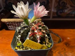 2025年最新】緋牡丹錦の人気アイテム - メルカリ