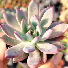 み*ん様 コロラータタパルパ　臼田リンゼアナ　ぼのぼのさん　土付き発送　多肉　b 📷colorata Tapalpa x臼田リンゼアナ タパルパ臼リンです😊 最近