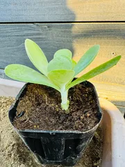 2025年最新】デザート・ローズの人気アイテム - メルカリ