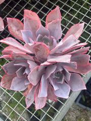 可愛い16苗セット エケベリア 土と根付きの苗 多肉植物 送料無料