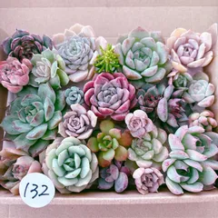 132 多肉植物寄せ植えセット