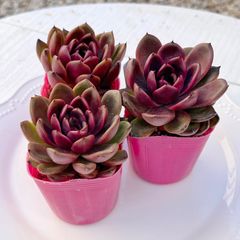 ✨New✨多肉植物 アニーベビー 韓国苗 - メルカリ