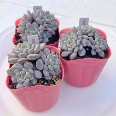 ✨New✨多肉植物 アニーベビー 韓国苗 - メルカリ