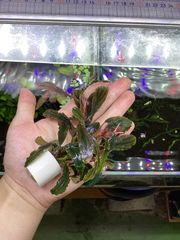 Bidayuha Crassispatha Kalimantan Barat子株 Bidayuha crassispatha Kalimantan Barat - メルカリ