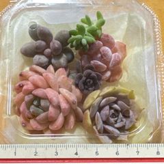 大セール‼️古都の葉さん苗❣️小桃いろは❣️札付き❗️多肉