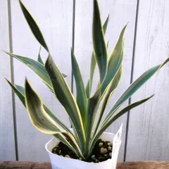 2025年最新】ユッカ バリエガータの人気アイテム - メルカリ