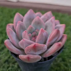 2025年最新】アリエル 多肉の人気アイテム - メルカリ