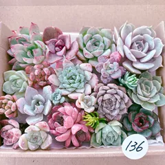 2025年最新】多肉植物 カット苗 詰め合わせ韓国苗の人気アイテム