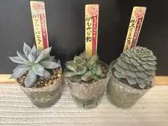 ❤️専用❤️ミックスベリア❤️ピーチック❤️抜き苗♪ 札なし