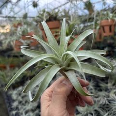チランジア カピタータ シルバーローズ Tillandsia capitata Silver Rose＊エアプランツ＠フラワーショップ江口