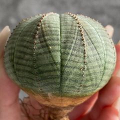 B15033☆大特価☆ 超巨大株 ユーフォルビア オベサ - メルカリ