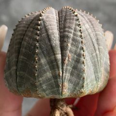 B15033☆大特価☆ 超巨大株 ユーフォルビア オベサ - メルカリ