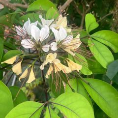 琉球の樹木　サガリバナ（白花個体） 沖縄の木 サガリバナ 白花個体 沖縄の絶景！サガリバナの幻想的な花を