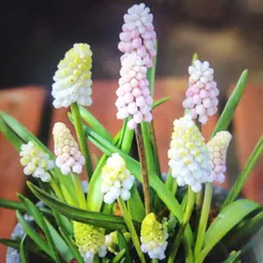 ムスカリ球根　アズレウム①　５球根＋ピンク&ホワイト ムスカリ球根 アズレウム① 5球根＋ピンク&ホワイト ムスカリ