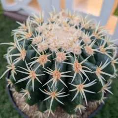 最終値下げ短刺金鯱 最終値下げ短刺金鯱 エキノカクタス・短刺金鯱 | trigger