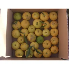 2025年最新】ゆず グッズの人気アイテム - メルカリ