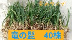 京都府産 無農薬 九条ねぎ苗 40本 - メルカリ