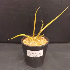 2025年最新】サンスベリア斑入りの人気アイテム - メルカリ