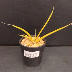 2025年最新】サンスベリア ドラゴンの人気アイテム - メルカリ