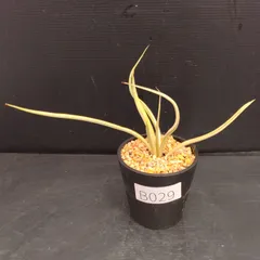 サンスベリア　No Name ダンシングドラゴン　最新　ハイブリッド サンセベリア ダンシング ドラゴン | ソレトナ植物店