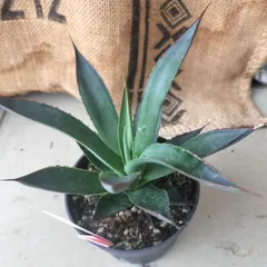 2025年最新】アガベ ブルーグローの人気アイテム - メルカリ