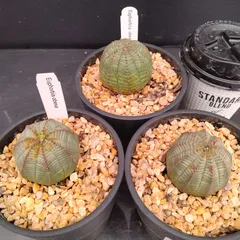 2025年最新】オベサ ユーフォルビア セットの人気アイテム - メルカリ