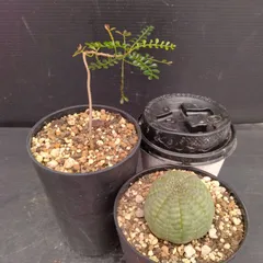 【2025年3月20日入荷 新鮮株①】オペルクリカリア パキプス ベアルート 今回パキプスのベアルート株販売は 大阪33株 東京33株 となります