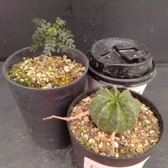 2025年最新】パキプス ベアルートの人気アイテム - メルカリ