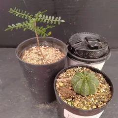 TK　パキプス　ベアルート Yahoo!オークション -「パキプス ベアルート」の落札相場・落札価格