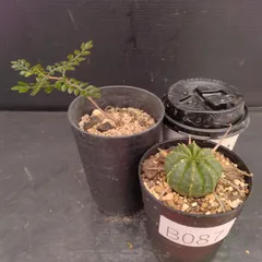 2025年最新】パキプス ベアルートの人気アイテム - メルカリ