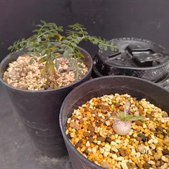 2025年最新】パキプス 実生の人気アイテム - メルカリ