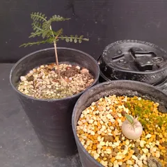 Ｒ*n様 【期間限定セール】オペルクリア・パキプス（現地株、発根済み） オペルクリカリア パキプス 現地株 発根済み | GREEN LUCK