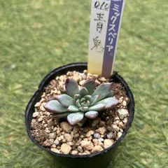 人気❤️青鬼❤️おらいさん苗　ミックスベリア　多肉植物　札無し　抜き苗 no.479 青鬼 ミックスベリア おらいさん苗 札なし 抜き苗 多肉 青鬼
