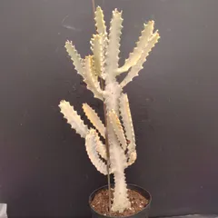 コア様ホワイトゴースト まとめ売り8株 40cm コア様ホワイトゴースト まとめ売り8株 40cm 2025年最新