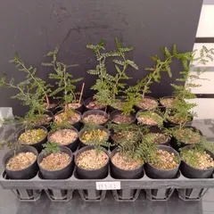 新着 / 抜き苗 #10 オペルクリカリア パキプス / Operculicarya pachypus // コーデックス 多肉 パキポディウム グラキリス マダガスカル 2025年最新オペルクリカリア パキプス 実生苗の人気アイテム - メルカリ