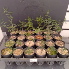 新着 / 抜き苗 #10 オペルクリカリア パキプス / Operculicarya pachypus // コーデックス 多肉 パキポディウム グラキリス マダガスカル 2025年最新オペルクリカリア パキプス 実生苗の人気アイテム - メルカリ